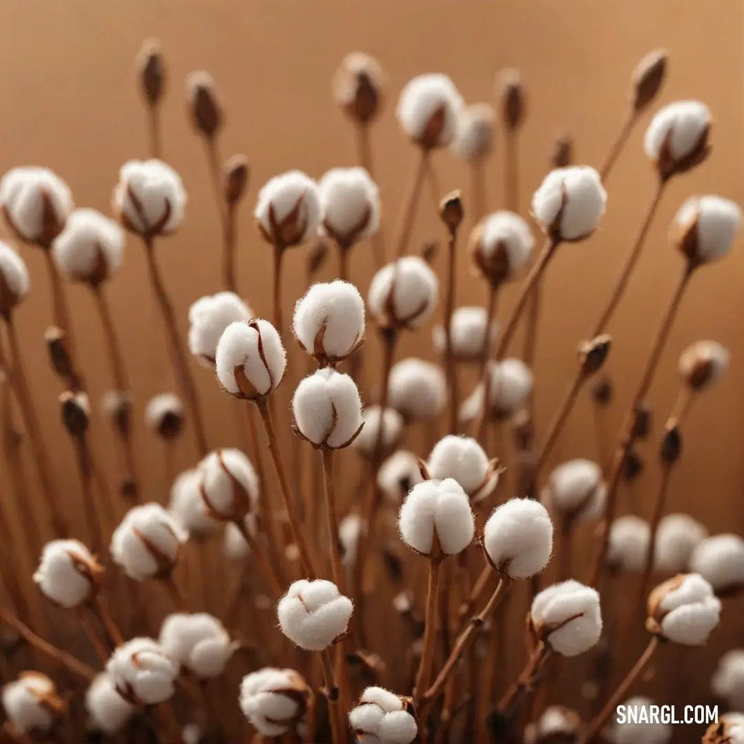 An intimate close-up of a cotton plant showcasing its fluffy white stems against a rich brown background, illustrating the intricate textures and details of this beloved fiber crop in a warm, inviting light.