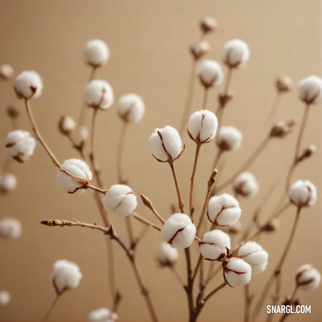 A captivating close-up of a cotton plant with fluffy bolls bathed in a warm brown backdrop. The gentle hues emphasize the beauty of nature, creating an inviting and peaceful visual experience that warms the heart.