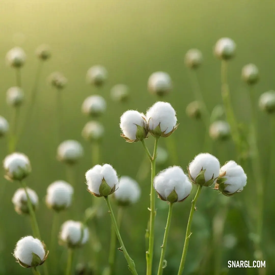 A serene field blooming with delicate cotton flowers, set against a soft green landscape, presenting a harmonious blend of nature's colors. The vibrant hues suggest a peaceful, fertile environment that nurtures these beautiful plants.