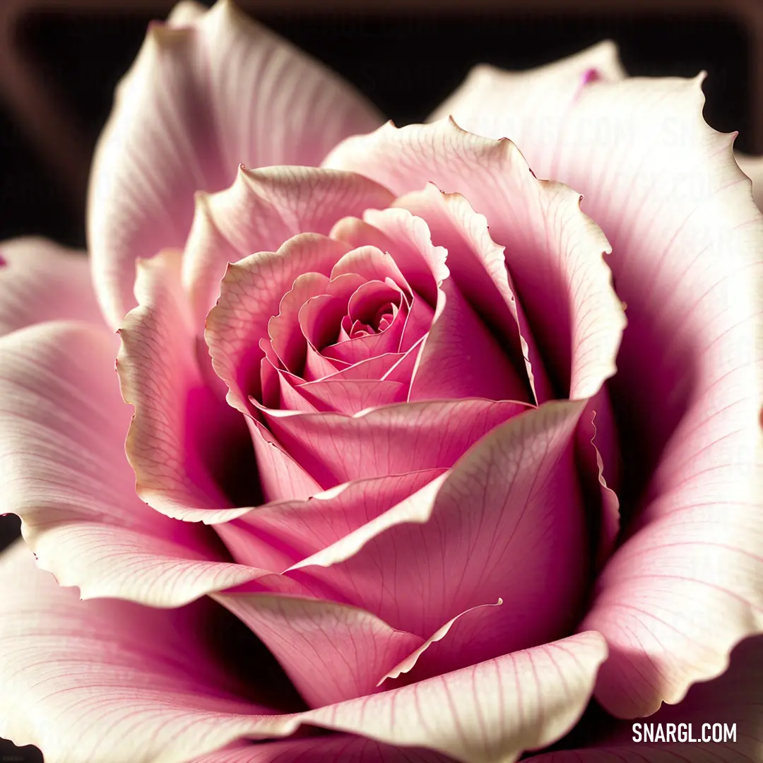 Pink rose is shown in close up view of the petals and petals of it's petals. Example of PANTONE 517 color.