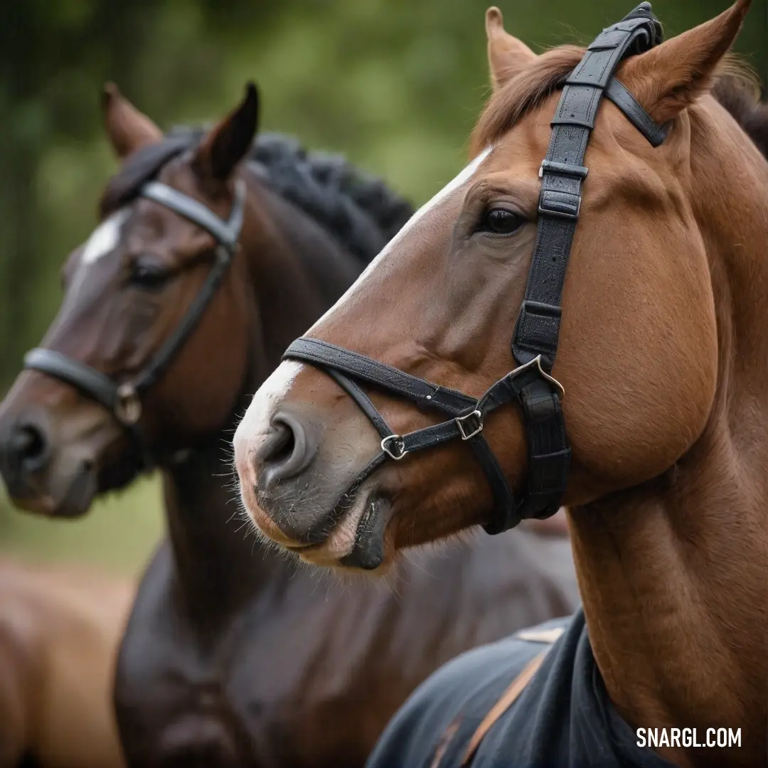 A captivating close-up showcasing two majestic horses adorned with elegant bridles, set against a lush backdrop of towering trees. The intricate details highlight the natural beauty and connection between these graceful creatures and the great outdoors.