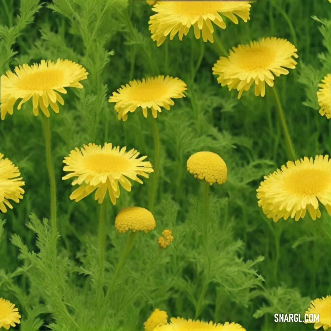 Bunch of yellow flowers in a field of green grass with a yellow frame around the center of the picture. Color RGB 101,130,55.