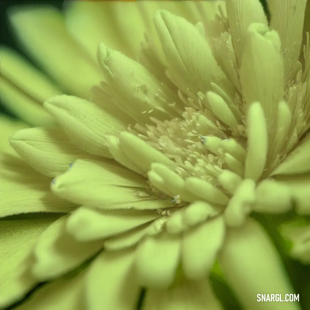 Close up of a flower with water droplets on it's petals and a green background. Example of RGB 194,216,154 color.