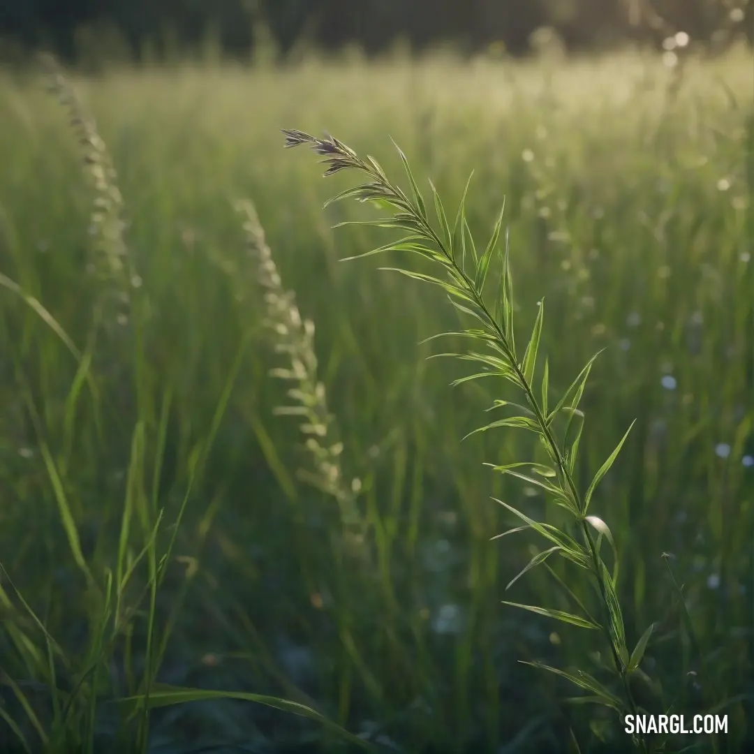 A vibrant close-up of a plant basking in the sun amidst a lush green field of grass, with the golden light highlighting its delicate leaves. This scene showcases the rich tones of nature, evoking a peaceful and serene atmosphere.