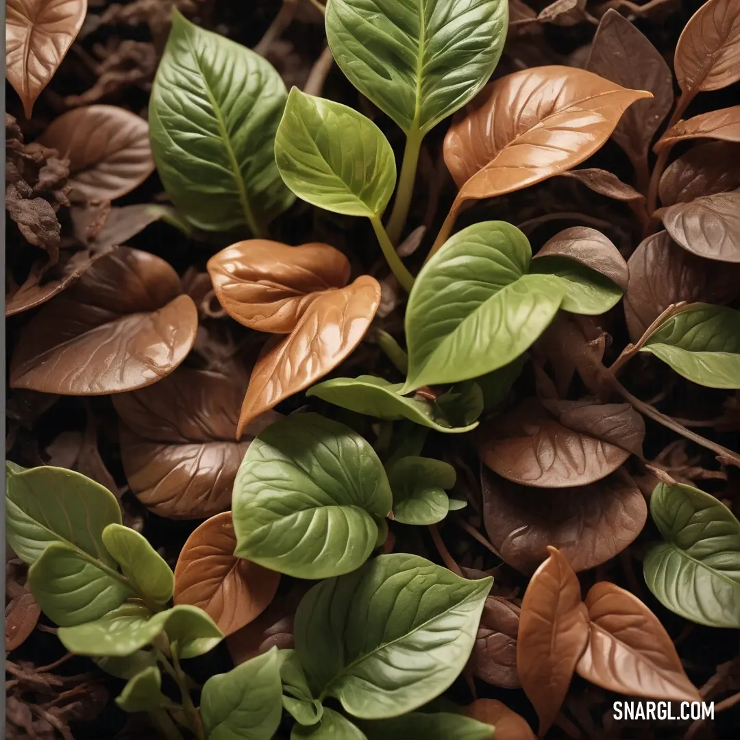 A close-up view of a plant with fresh green leaves on its stems, the surrounding dirt adding to the natural scene. The warm earthy tones contrast beautifully with the plant's vibrant leaves, bringing life to the image.