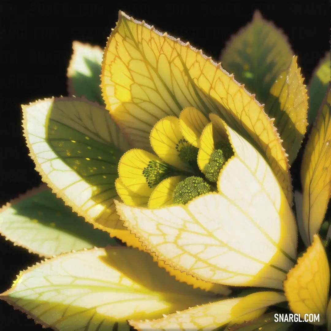 PANTONE 619 color. Close up of a yellow and white flower with green leaves on it's petals and a black background