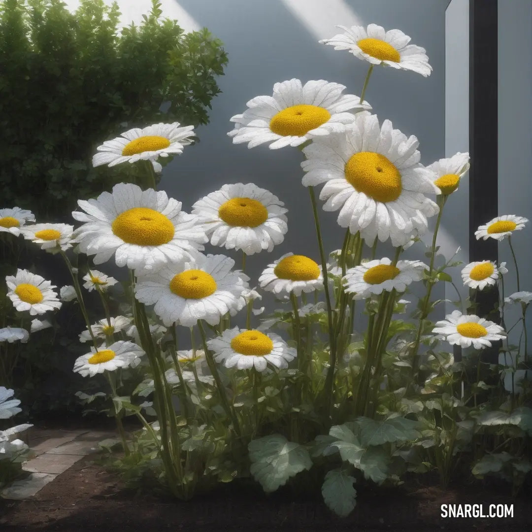 A pot of daisies sits on a window sill, with delicate white petals catching the sunlight. The gentle reflection of a tree in the window adds to the tranquil beauty of this outdoor scene.