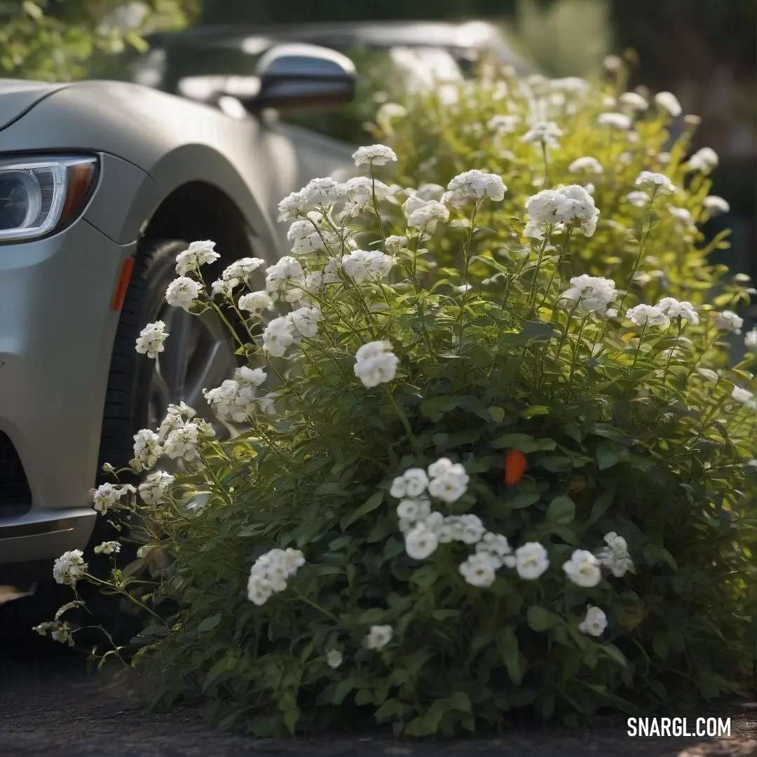 A car is parked beside a bush covered in white flowers, with the vehicle and lush greenery creating a harmonious, natural scene. The soft colors of the flowers and the car complement each other in perfect balance.