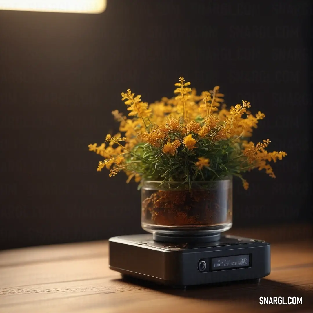 A small potted plant sits atop a wooden table, next to a vintage radio receiver. The earthy tones of the plant and wood create a rustic, cozy vibe, perfect for a quiet, nostalgic setting.