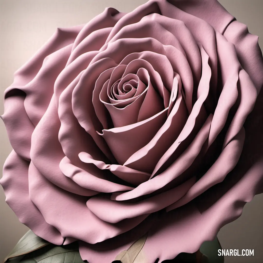 PANTONE 700 color. Pink rose is shown in this artistic photo of a flower that is very large and has a long stem