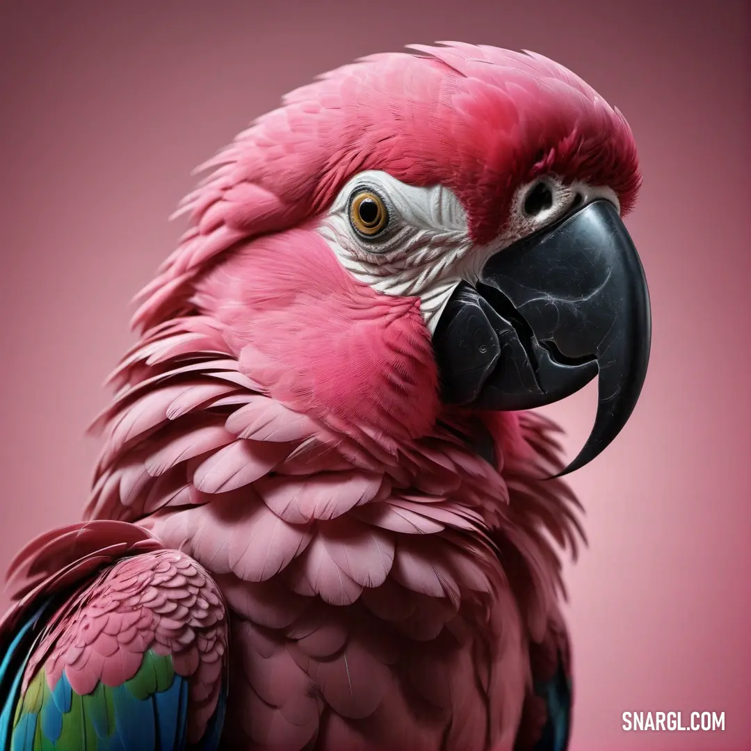 PANTONE 7423 color example: Pink parrot with a black beak and a pink background