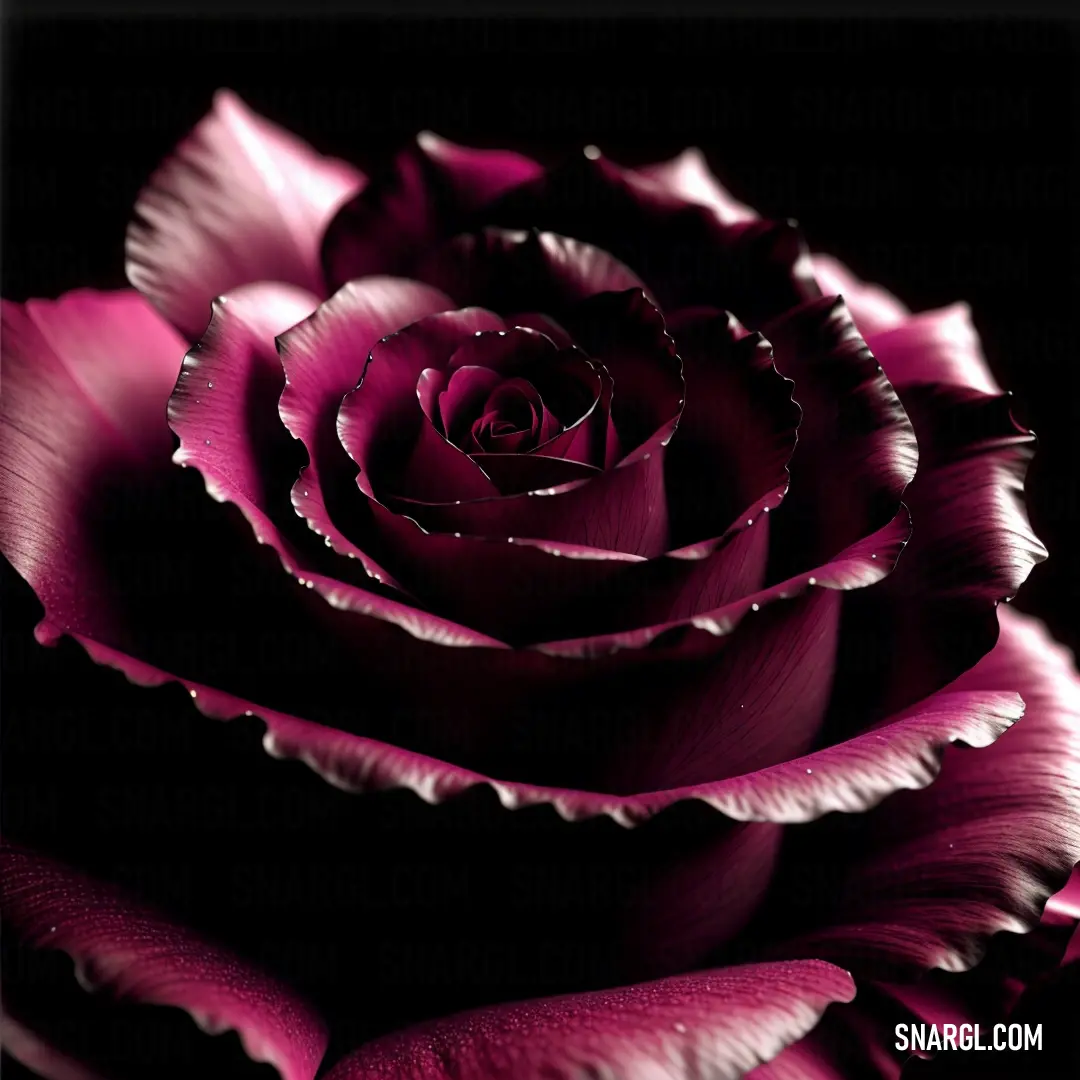 Close up of a pink rose on a black background. Example of PANTONE 7426 color.
