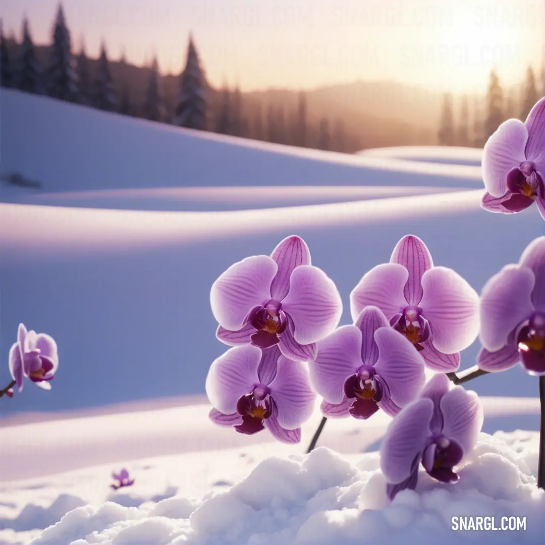 PANTONE 7439 color example: Group of purple flowers in the snow with a sunset in the background