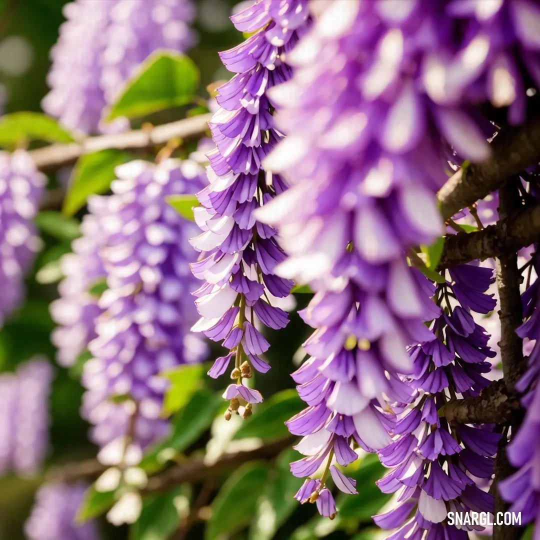 PANTONE 7442 color. Bunch of purple flowers hanging from a tree branch in the sun
