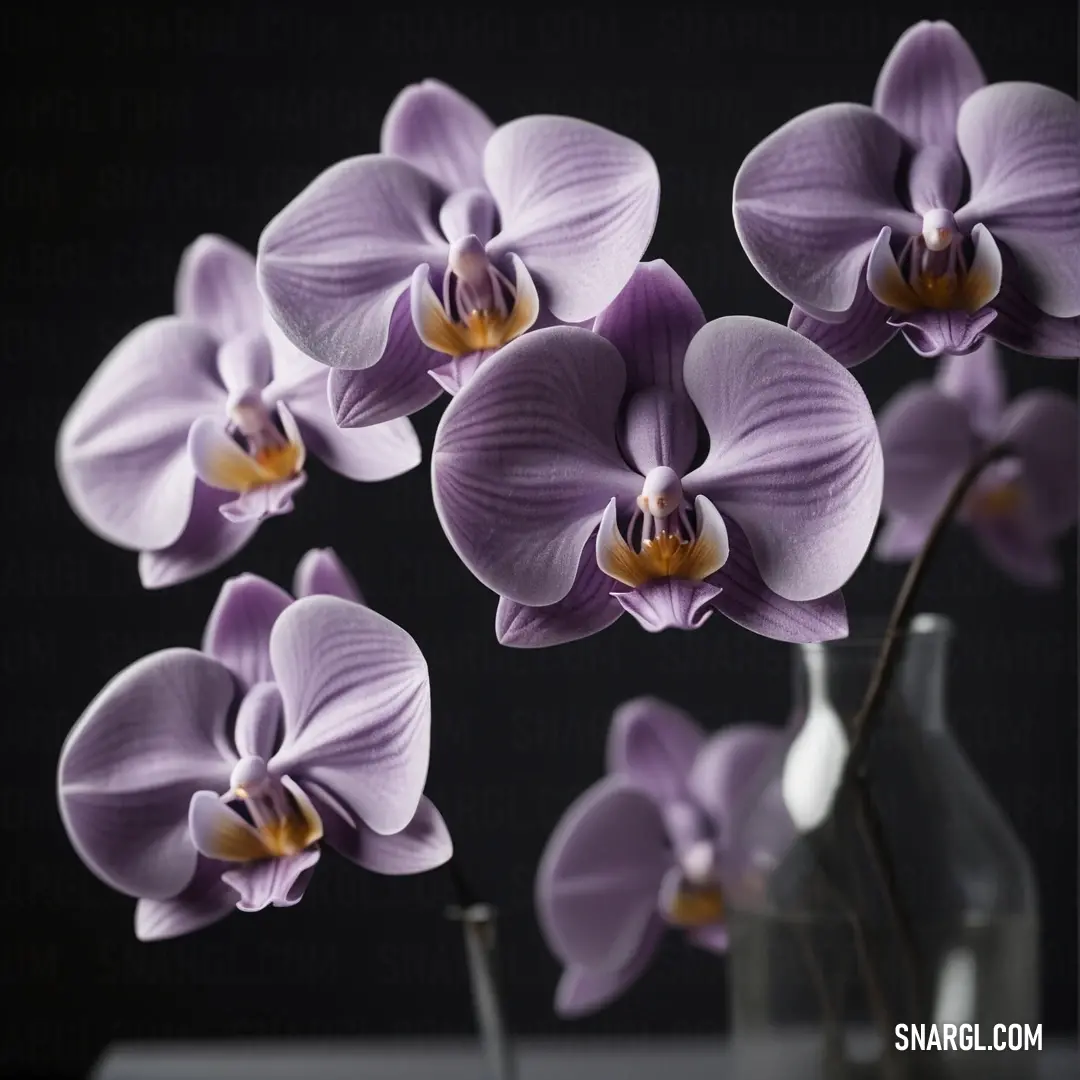 PANTONE 7445 color. Group of purple flowers in a vase on a table with a black background