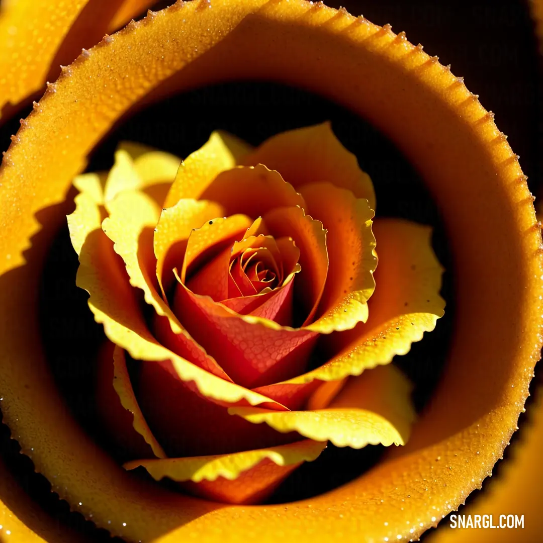 Yellow and red rose in a yellow vase with water droplets on it's surface and a black background. Color PANTONE 7564.