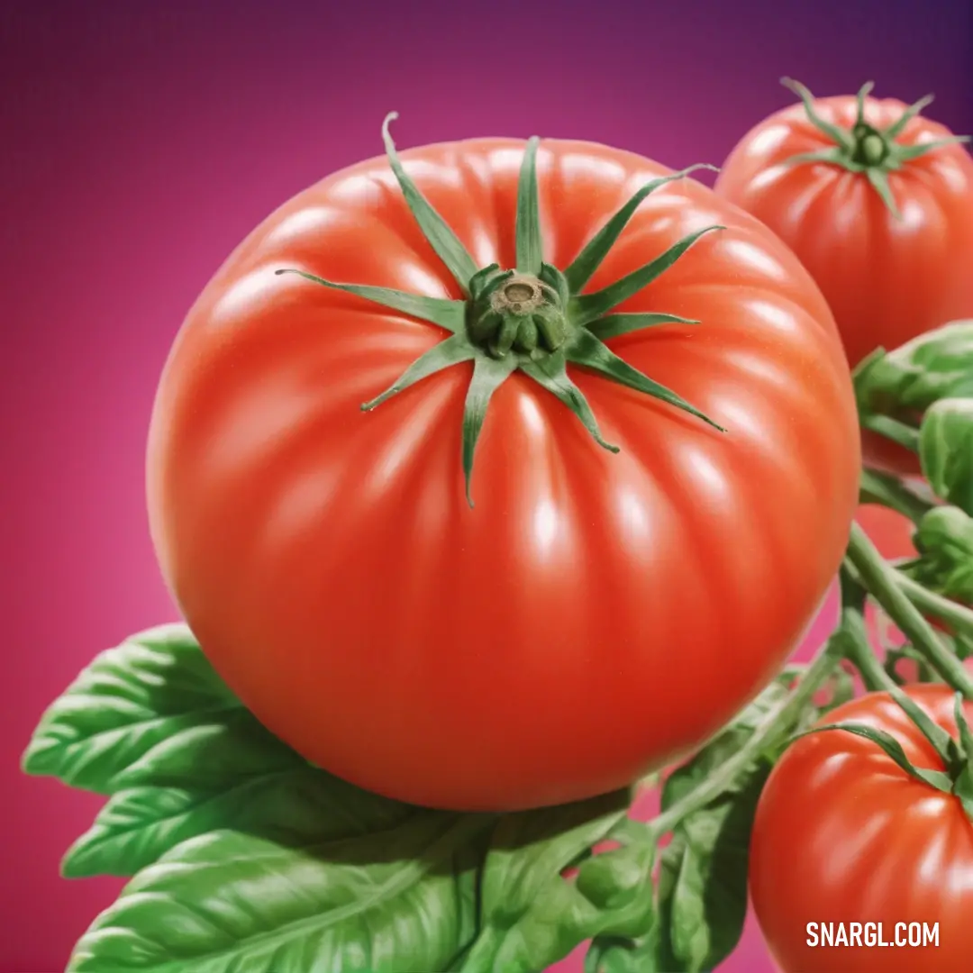 Group of tomatoes with green leaves on a pink background. Example of PANTONE 7625 color.