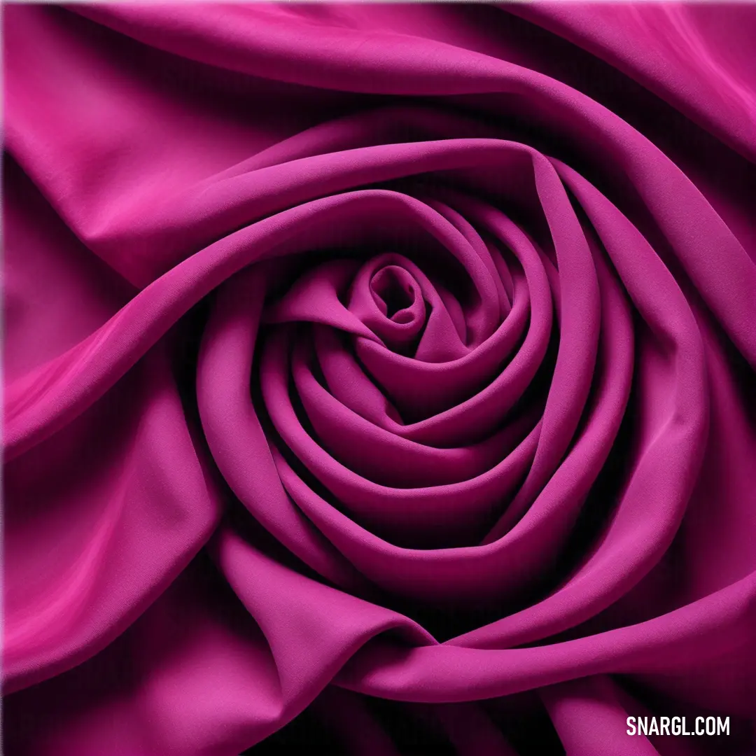 Close up of a pink rose flower with a black background. Color PANTONE 7648.