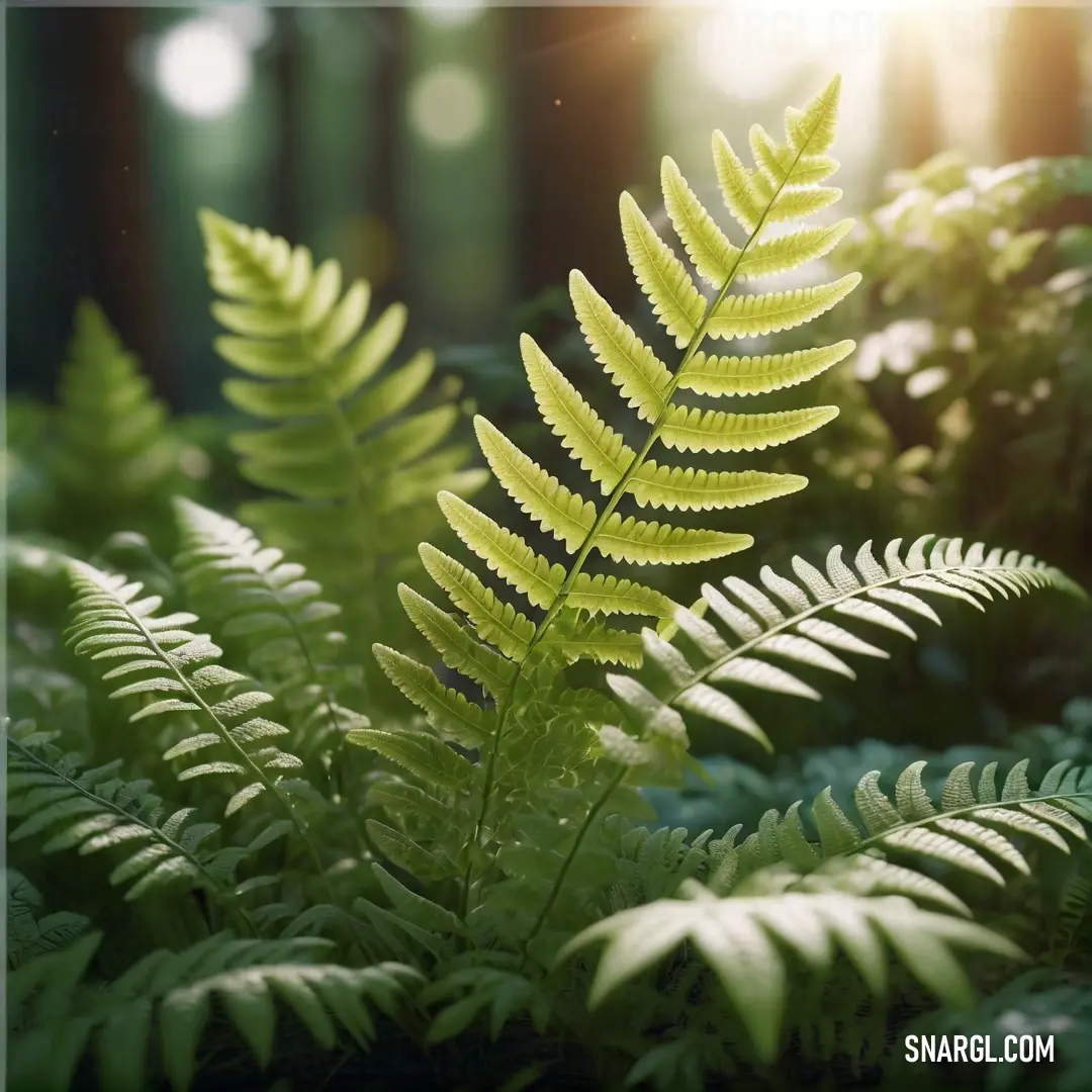 Fern leaf is shown in the sunlight in a forest of ferns. Example of PANTONE 7745 color.