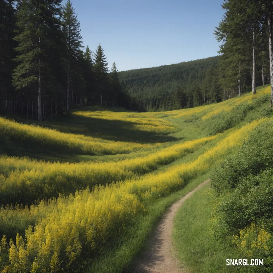 Dirt path in a field with trees and yellow flowers on the side of it. Example of CMYK 2,7,75,17 color.