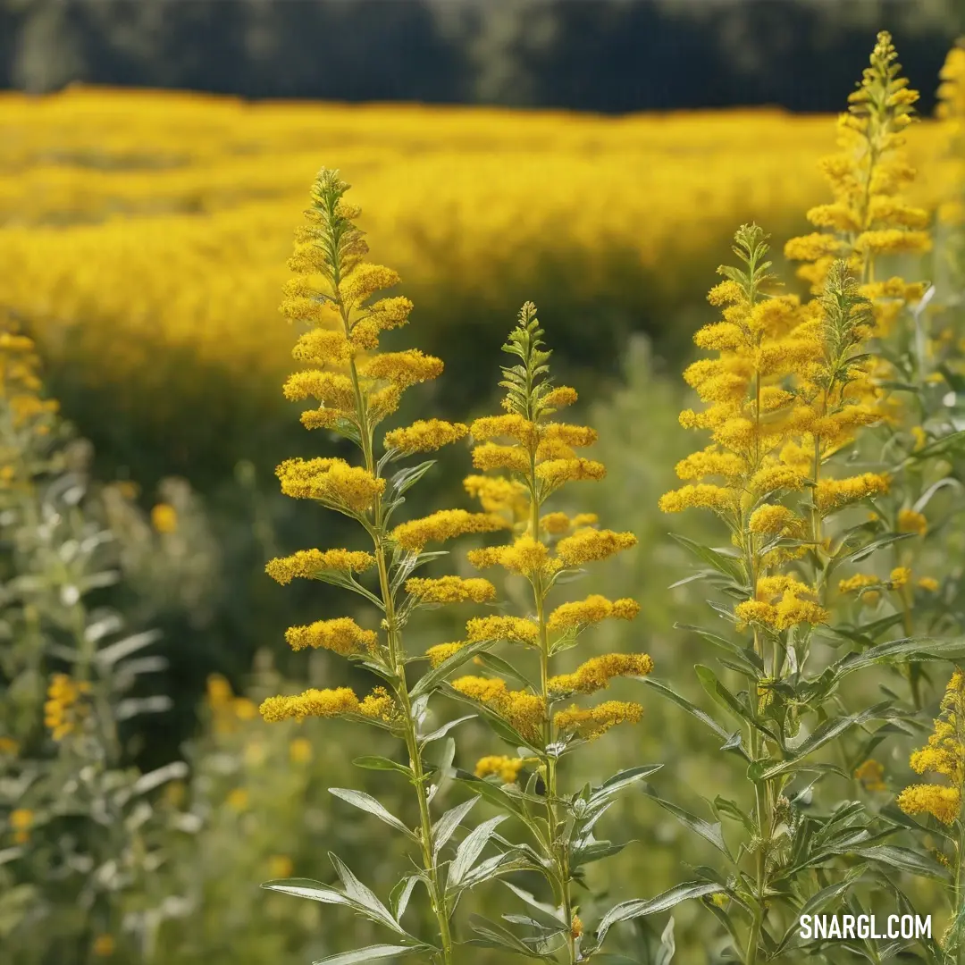 Picture with primary colors of Dark tan, Dark jungle green, Goldenrod, Field drab and Ecru