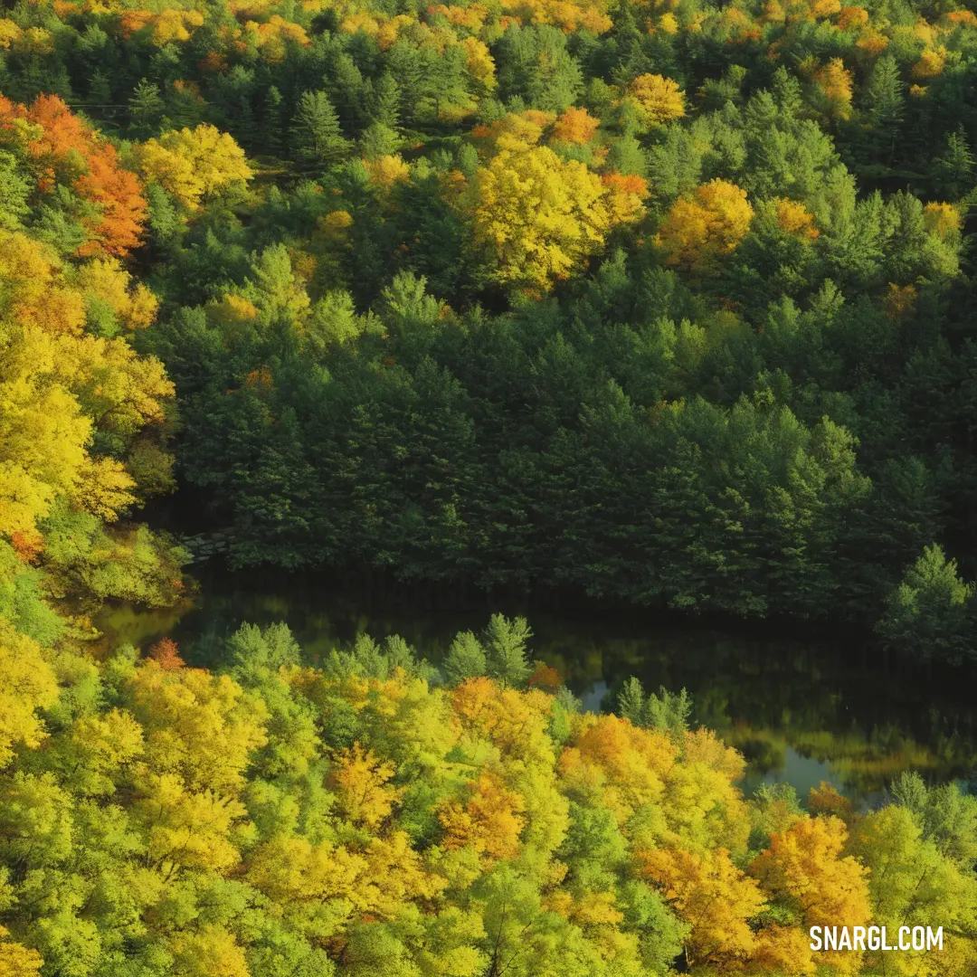 Forest filled with lots of trees covered in leaves and water surrounded by a forest of green and yellow. Color #A99A25.