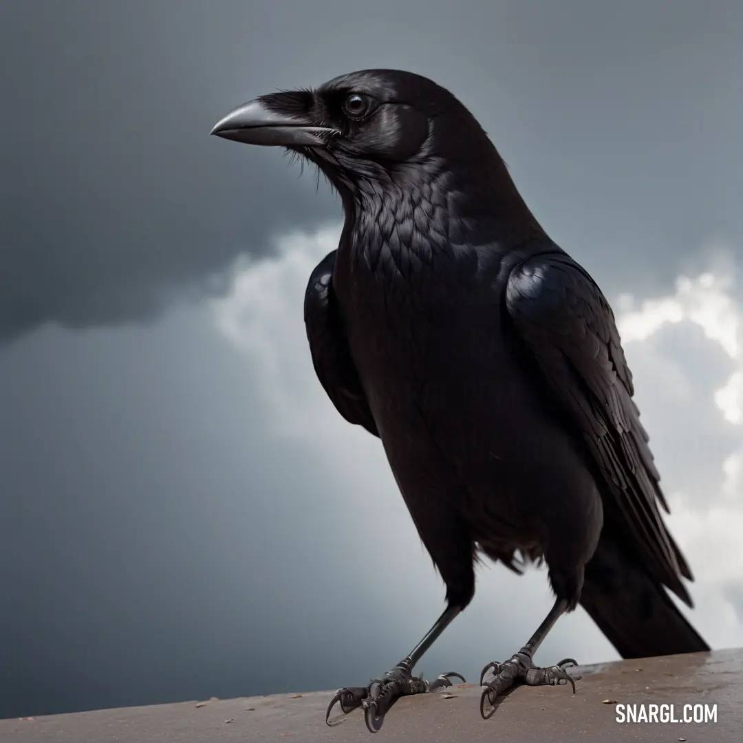 Black bird standing on a ledge with a cloudy sky in the background. Color #2F2C27.