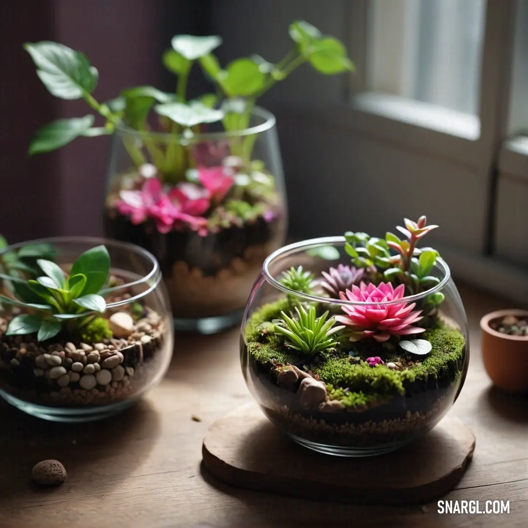 A pair of elegant glass vases filled with lush plants and vibrant rocks grace a charming table near a sunlit window. The interplay of light and natural elements creates a serene atmosphere, blending beauty with tranquility and inviting a connection with n