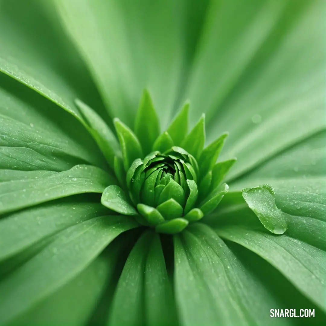 Close up of a green flower with water droplets on it's petals and leaves surrounding it. Color Pastel green.