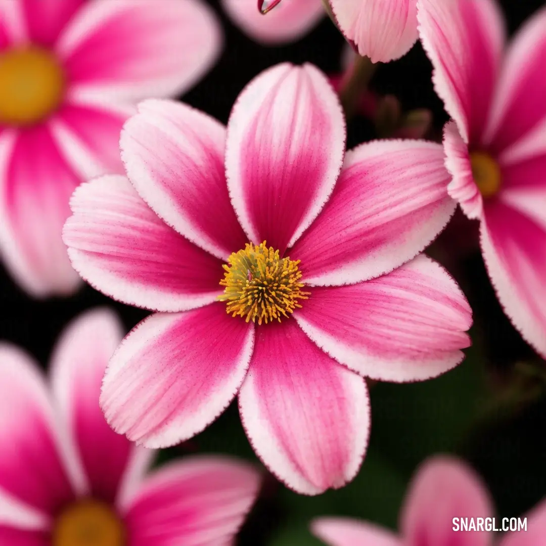 Close up of a bunch of pink flowers with a yellow center