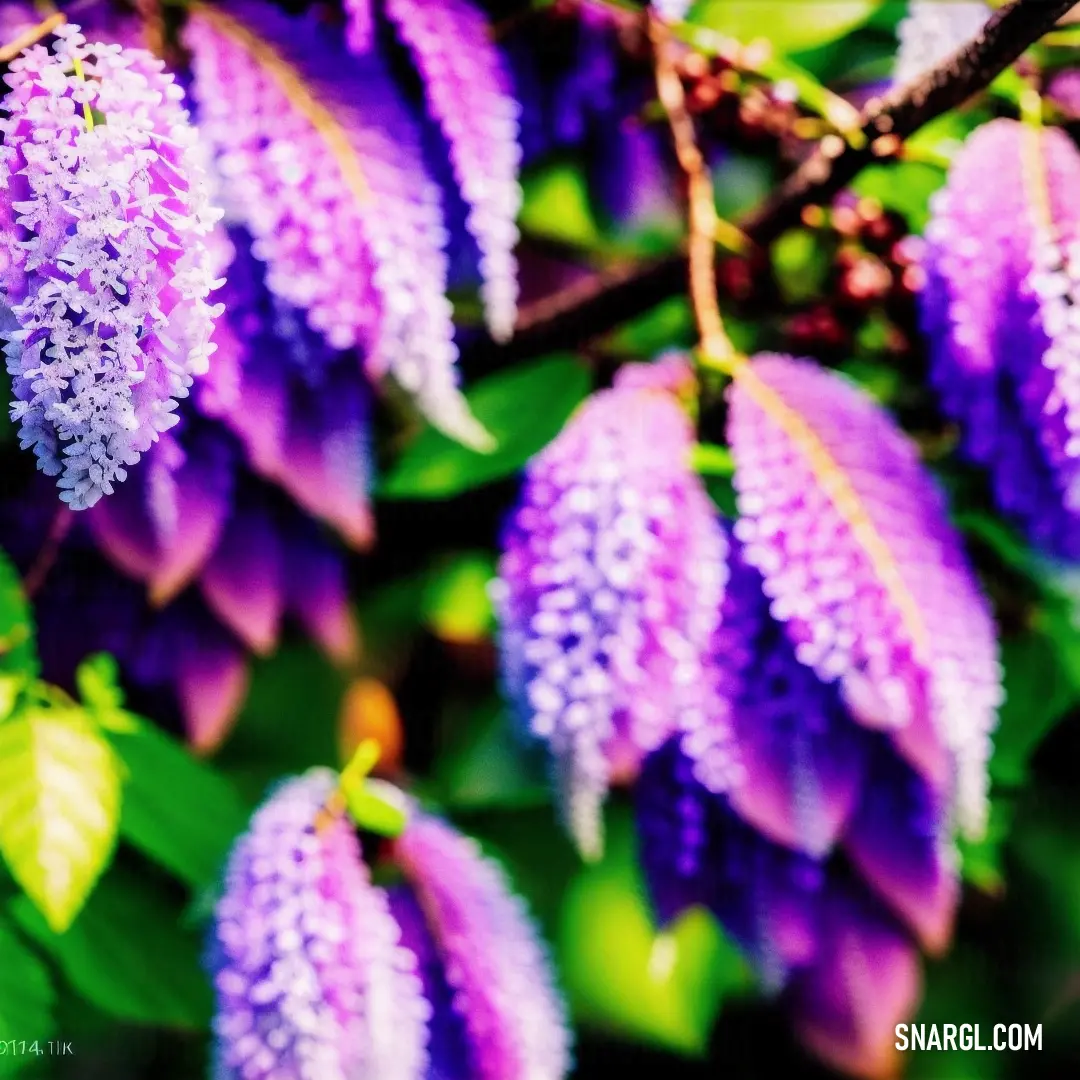 Bunch of purple flowers hanging from a tree branch with leaves around them and a green leafy branch