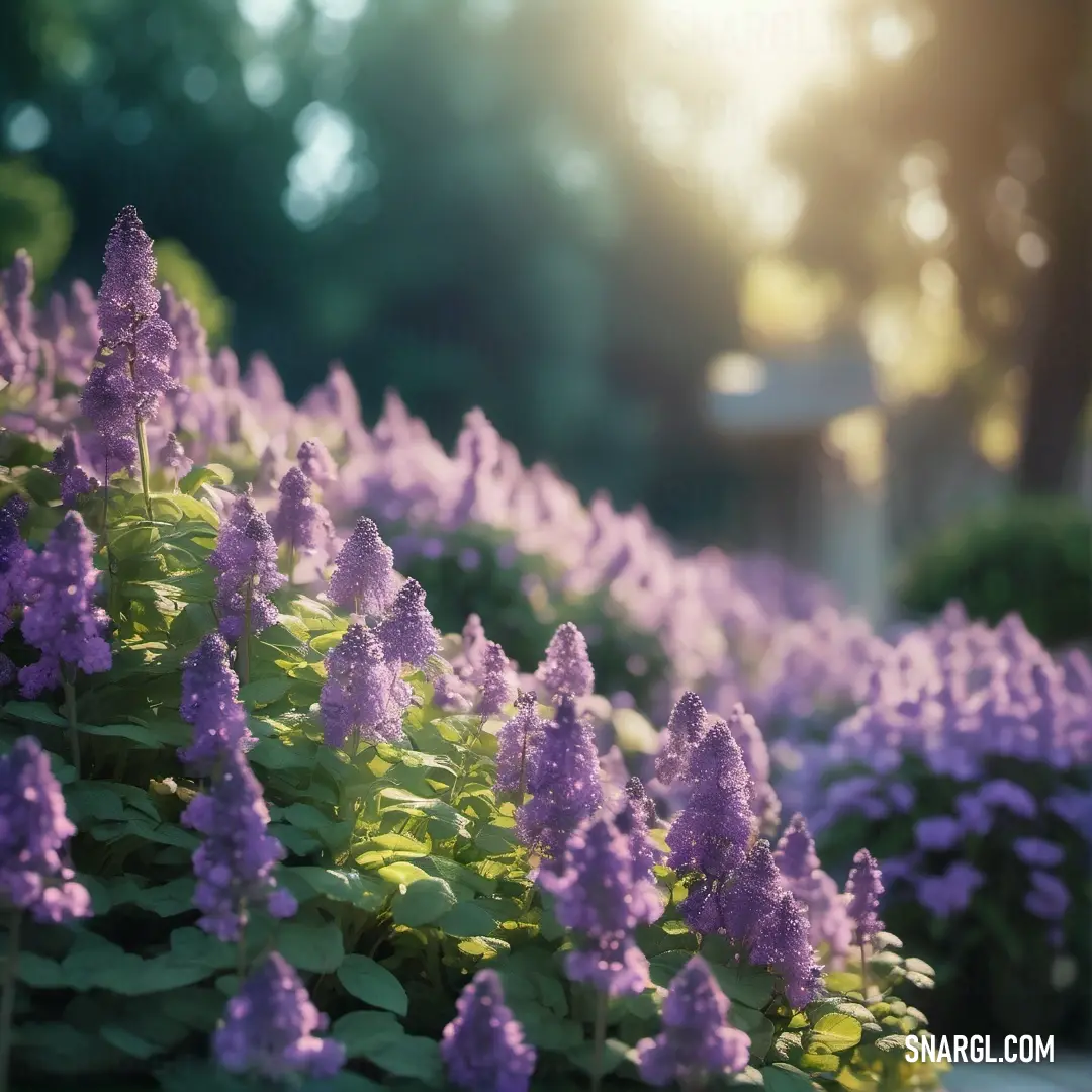 Field of purple flowers in the sunlight with trees in the background. Color CMYK 0,25,1,20.