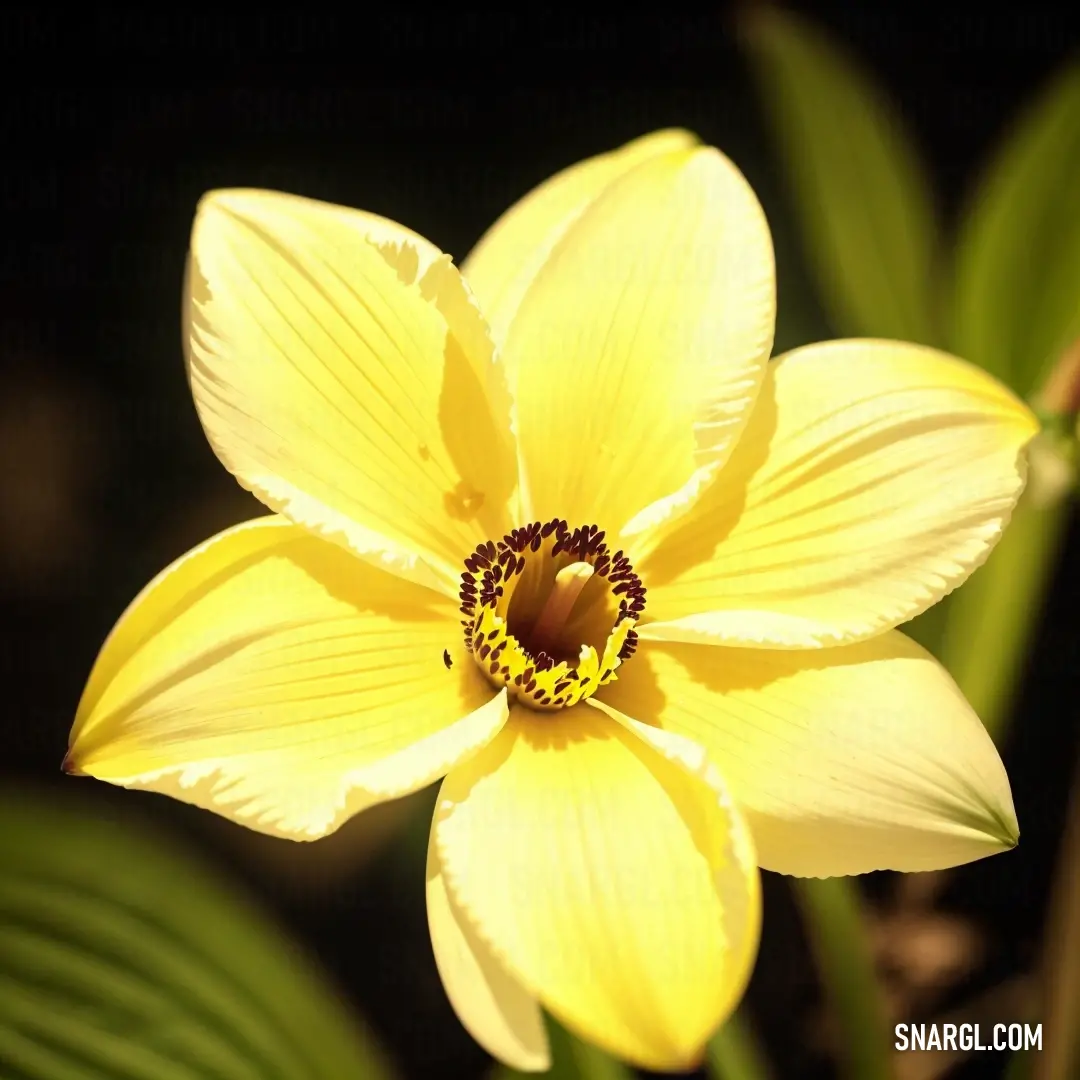 Yellow flower with a black center and a yellow center with a black center and a green stem with leaves