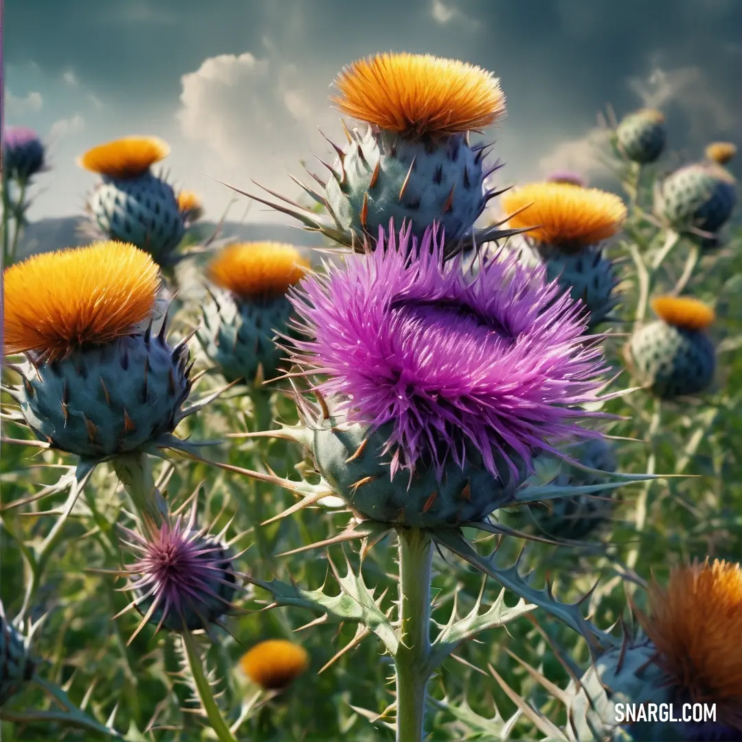 Field of purple and yellow flowers under a cloudy sky with a blue sky in the background. Example of RGB 128,0,128 color.