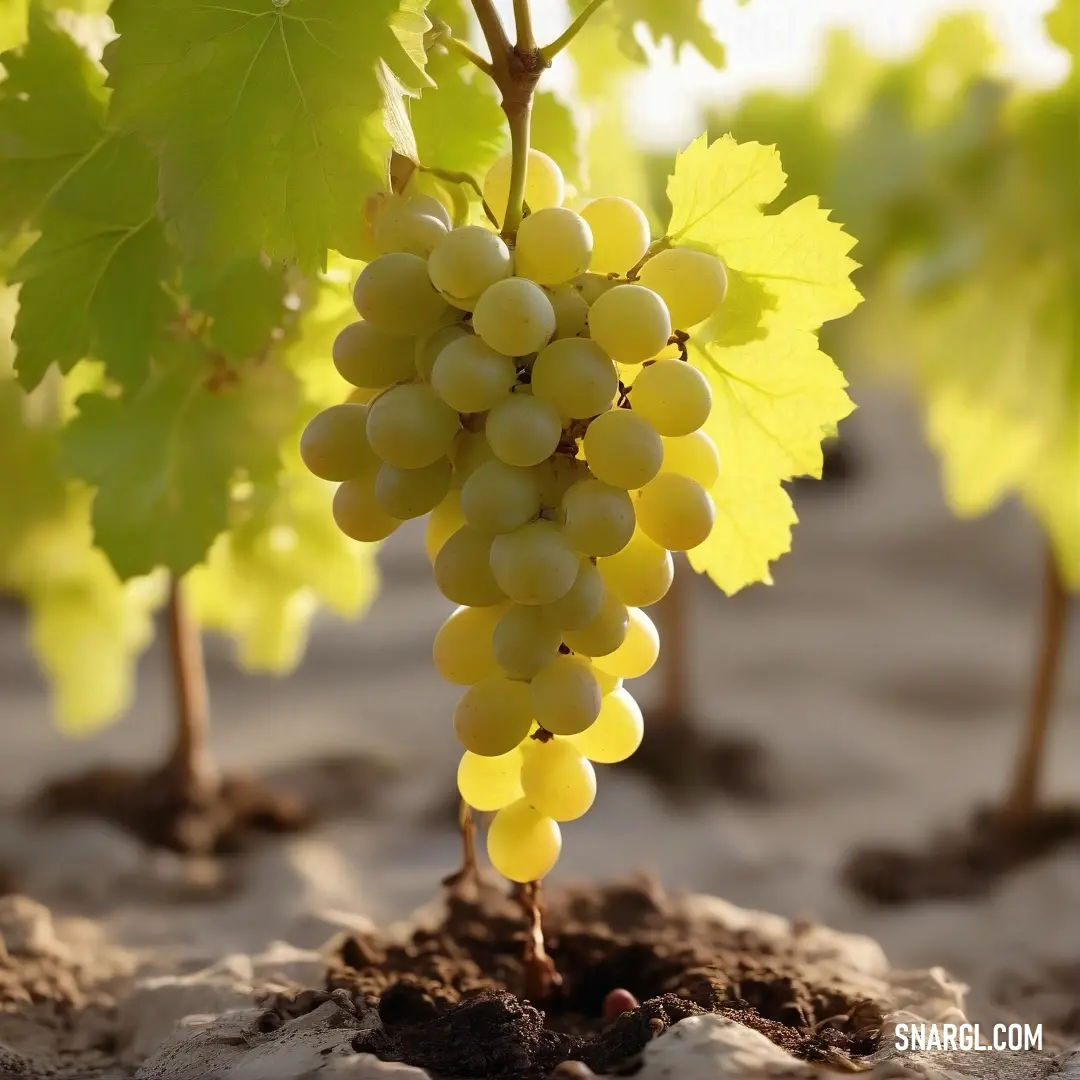 A lush bunch of grapes thrives in earthy soil near sturdy trees, showcasing nature's bounty in a vibrant landscape, captured with a beautiful tone that adds to the organic beauty of the moment.