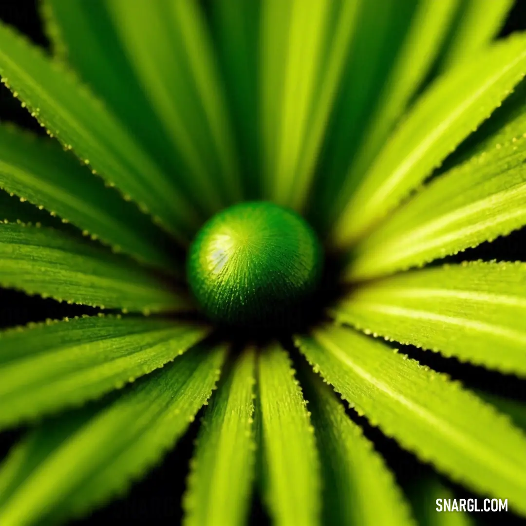 Close up of a green leaf with water droplets on it's petals and a black background