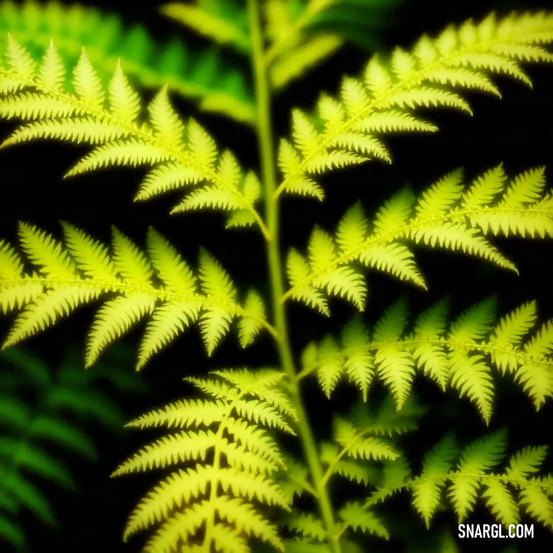 Close up of a green plant with lots of leaves on it's side and a black background