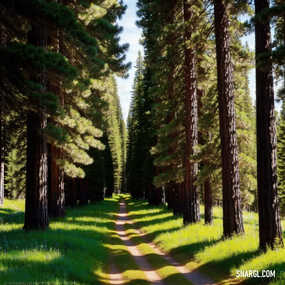 A dirt road stretches through a dense pine forest, flanked by towering trees. The path winds its way between the trees, drawing the eye to the mystery that lies ahead in the forest’s depths.