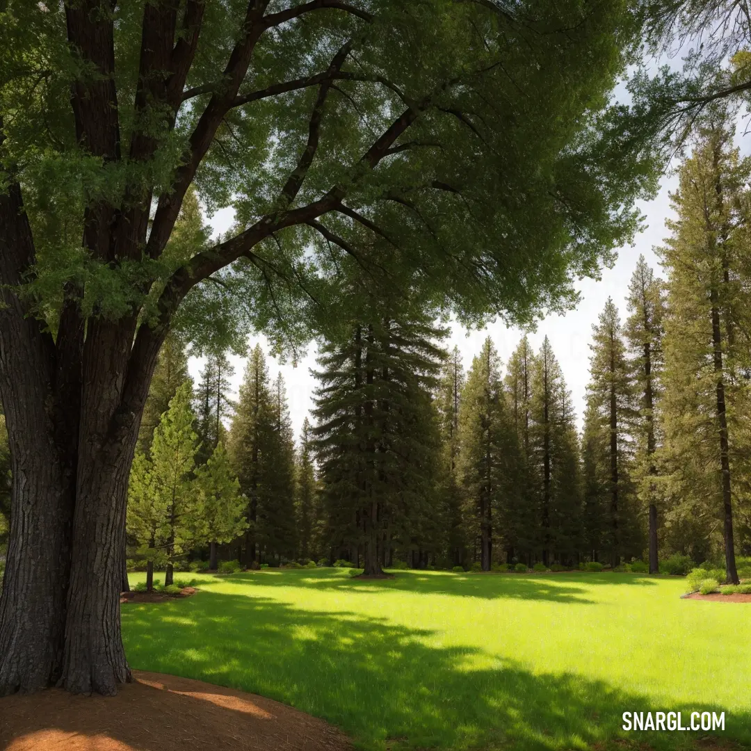 A magnificent tree stands tall in a grassy clearing, its expansive branches providing shade for a bench below. Surrounding trees complete the peaceful park-like scene.