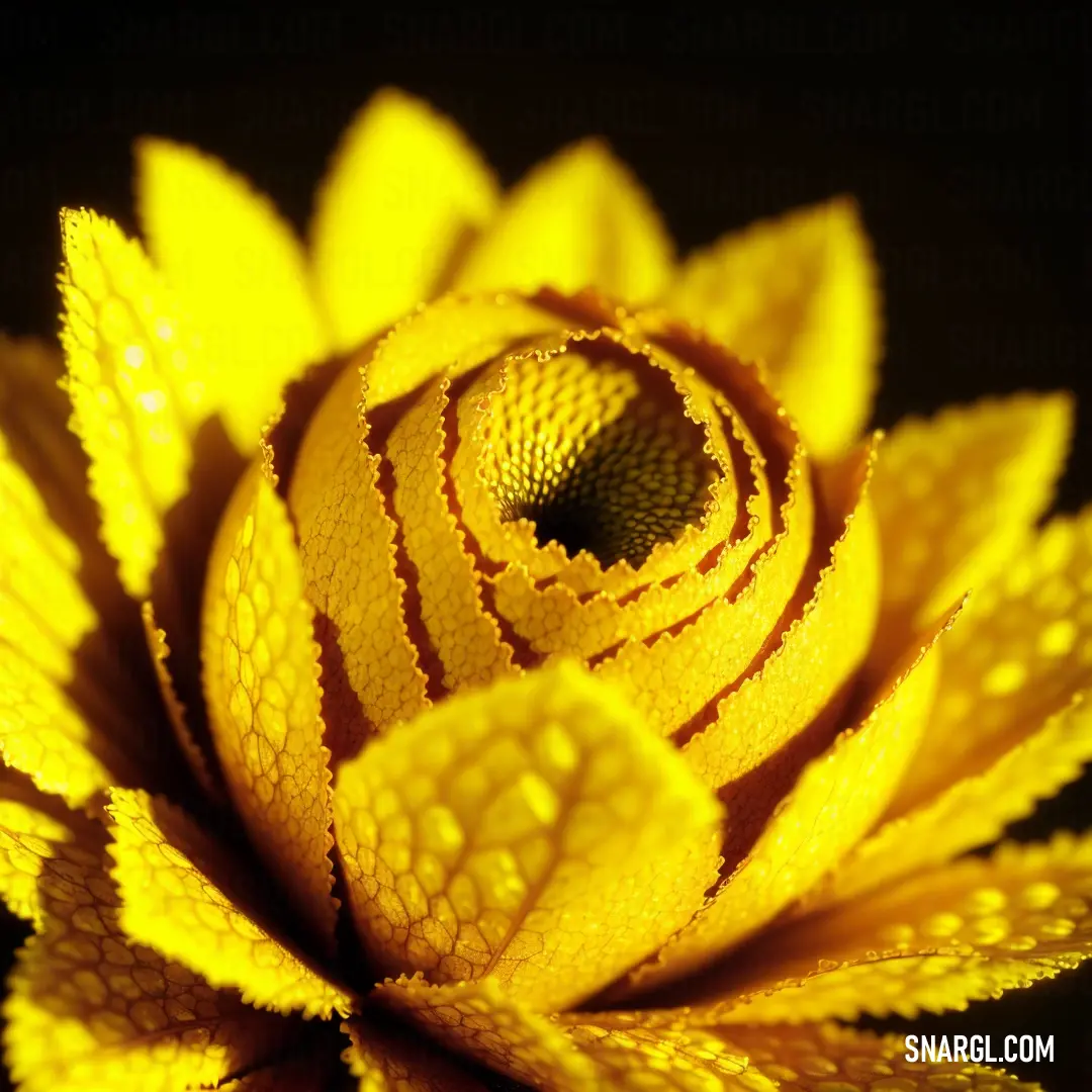 Close up of a yellow flower with water droplets on it's petals and a black background. Color Peridot.