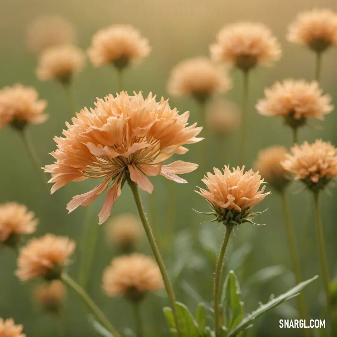 A breathtaking field of flowers sways gently in the breeze, creating a soft, dreamy backdrop from which vibrant petals emerge. The delicate colors and blurred background evoke a sense of peace and serenity, inviting viewers to bask in nature's beauty.