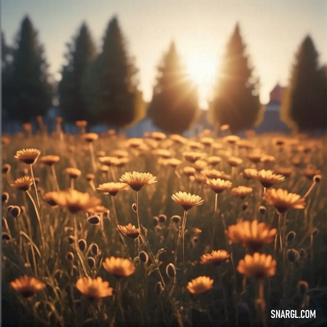 Field of yellow flowers with the sun shining in the background. Color Persian orange.