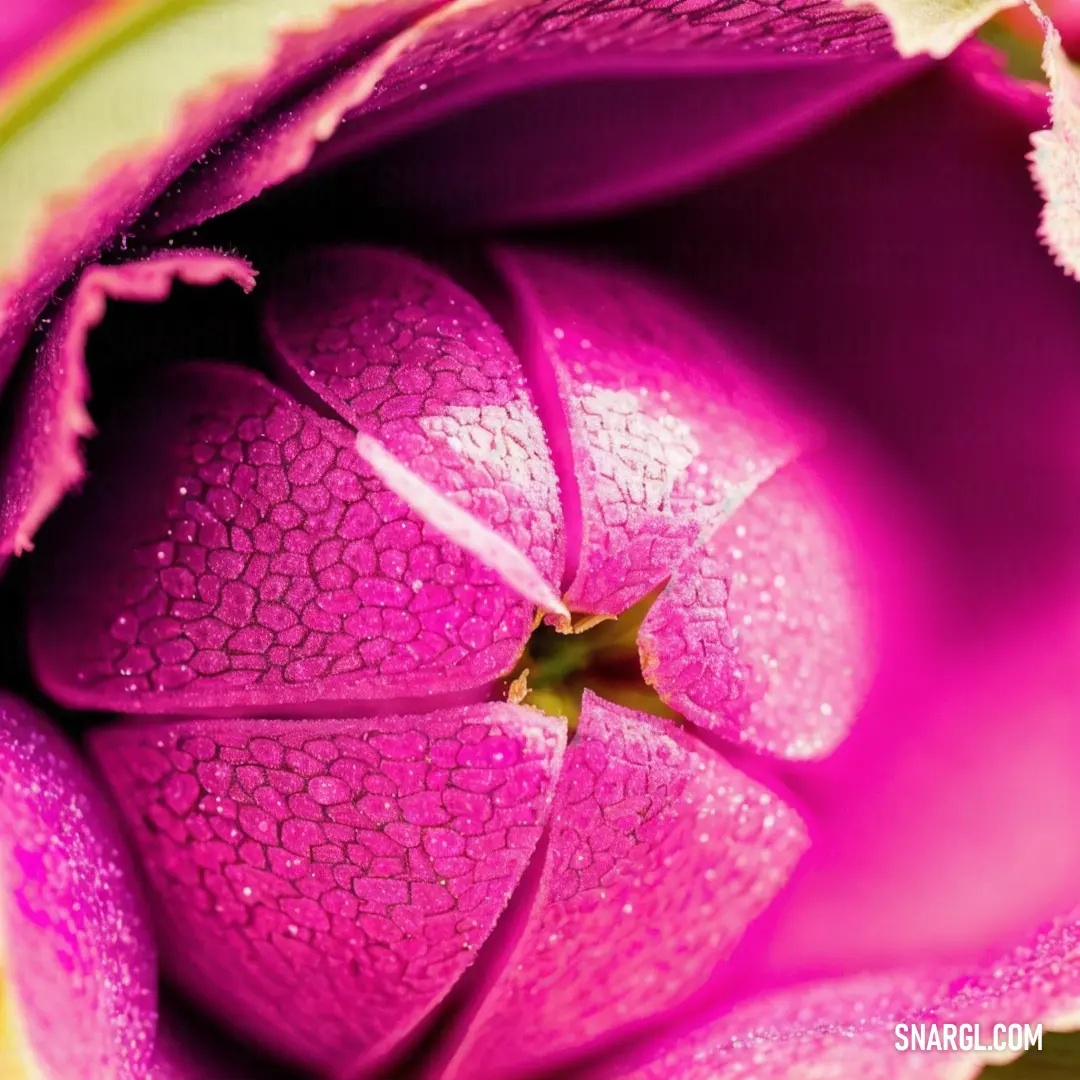 Close up of a flower with water droplets on it's petals and a green stem with a yellow center