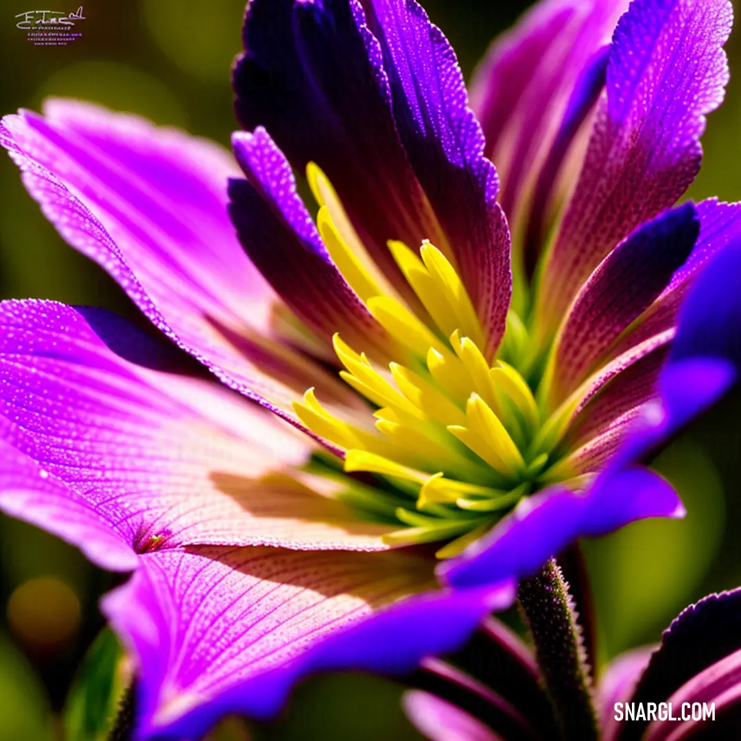 Purple flower with yellow center and green center with a blurry background of green leaves and grass in the background