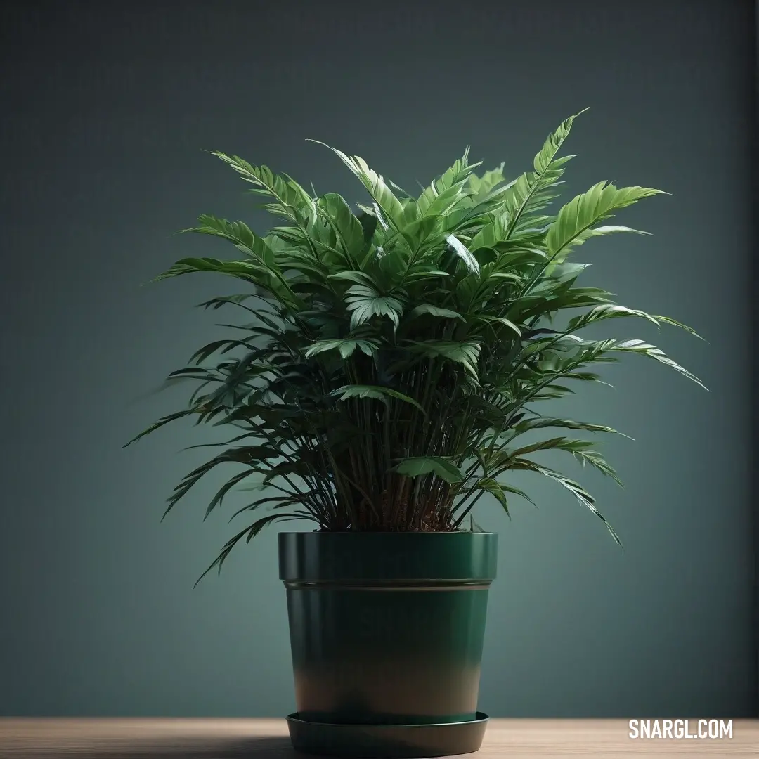 Potted plant on a table in a room with a green wall behind it and a black pot. Color #123524.