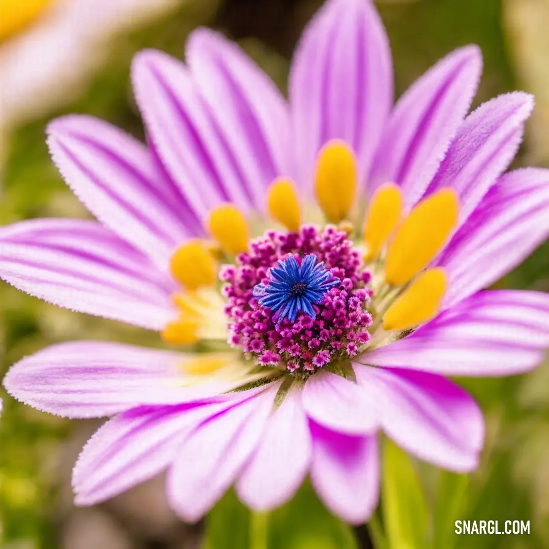 Close up of a purple flower with yellow tips and a blue center with a yellow center