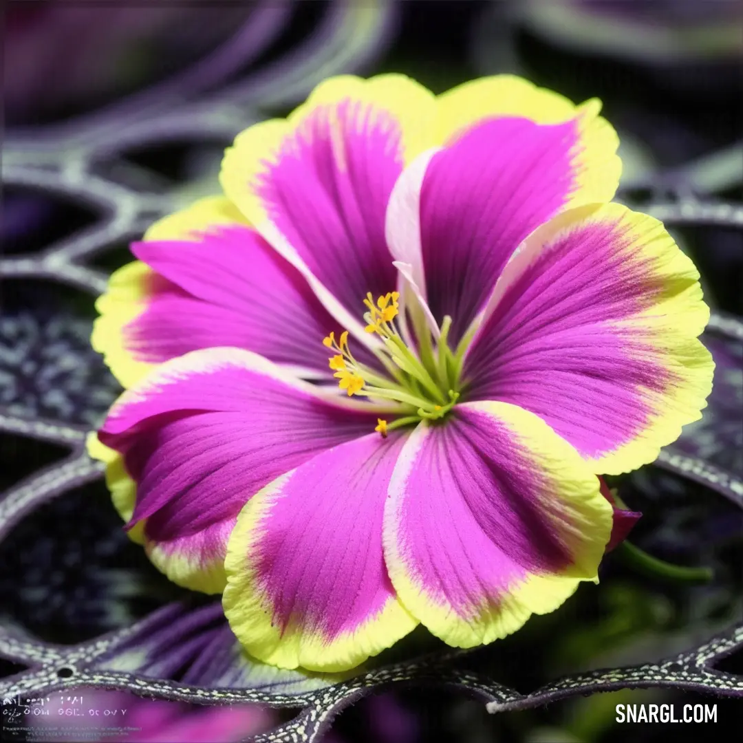 Purple flower with yellow center surrounded by purple and yellow flowers and leaves in the background