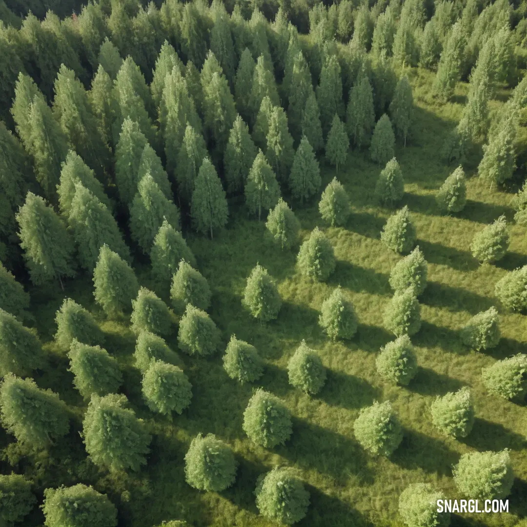 Pistachio color example: Large group of trees in a field with a plane flying by them in the sky above them