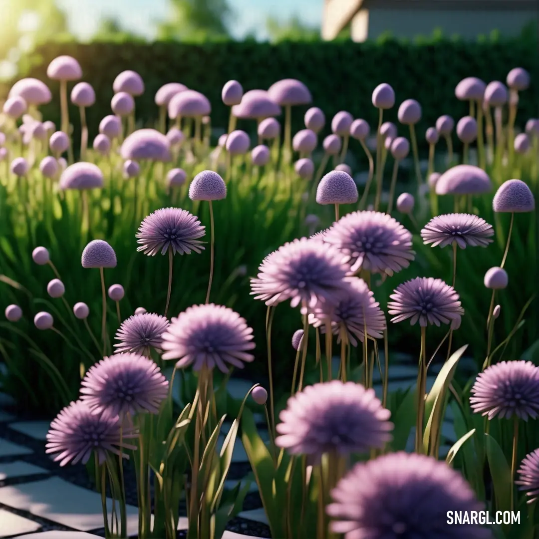 Field of purple flowers on top of a stone walkway next to a lush green field of grass. Color Plum.