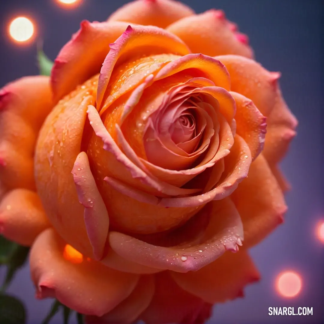 Portland Orange color example: Close up of a rose with water droplets on it's petals and a blue background